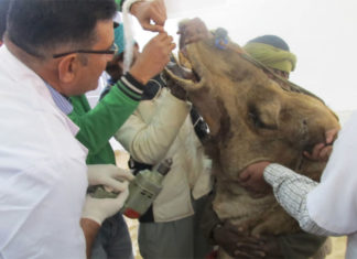 Rajasthan state to recruit 900 veterinary doctors Rajasthan