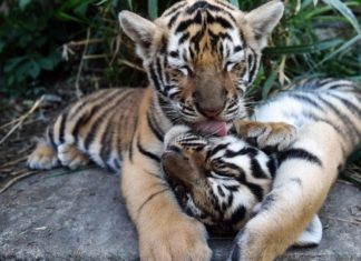 tigercubs