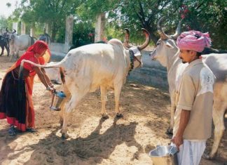 Rajasthan Dairy Farmers earns more revenue with cow urine than milk Rajasthan
