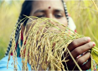 Modi Government hikes MSP of 14 crops, Know how Rajasthan benefitted MSP