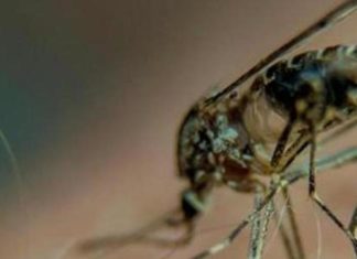 seasonal diseases