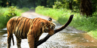 Tiger Reserves to be closed during monsoon