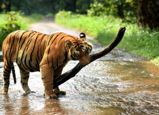 Tiger Reserves of Sariska and Ranthambore to remain Partially Closed for Monsoon Tiger Reserves to be closed during monsoon