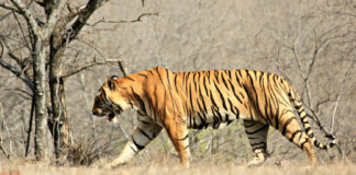 Tiger-of-Ranthambore