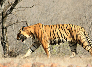 Tiger-of-Ranthambore