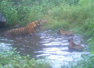 Sariska Tiger Reserve