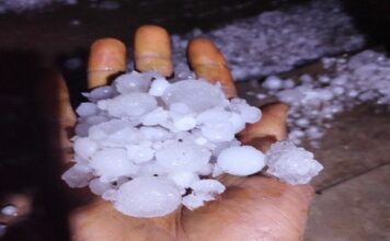 ओलावृष्टि: फसलों को भारी नुकसान, एक ही रात में उजड़ गए किसानों के अरमान