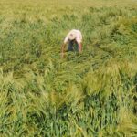 राजस्थान में IMD का ओरेज अलर्ट, ओलावृष्टि और भारी बारिश की चेतावनी