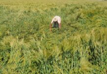 राजस्थान में IMD का ओरेज अलर्ट, ओलावृष्टि और भारी बारिश की चेतावनी