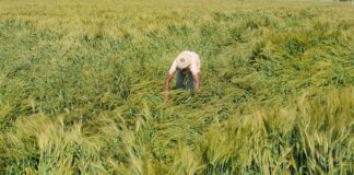 राजस्थान में IMD का ओरेज अलर्ट, ओलावृष्टि और भारी बारिश की चेतावनी