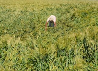 राजस्थान में IMD का ओरेज अलर्ट, ओलावृष्टि और भारी बारिश की चेतावनी