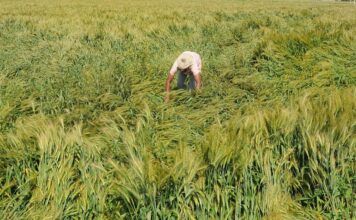 राजस्थान में IMD का ओरेज अलर्ट, ओलावृष्टि और भारी बारिश की चेतावनी