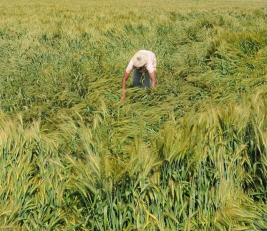 राजस्थान में IMD का ओरेज अलर्ट, ओलावृष्टि और भारी बारिश की चेतावनी