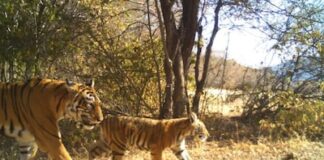 रणथम्भौर अभयारण्य में लापता हुई दो बाघिन, माही और सुल्ताना कैमरा ट्रैप में 17 दिन से गायब